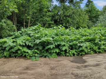 Rdestowiec ostrokończysty (Reynoutria japonica Houtt.) pochodzący z Azji, <p>fot. Sebastian Piskorski</p>